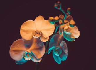 Orchids Contrasted