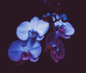 Fototapeta na wymiar Orchids Contrasted