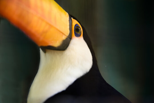 mirada de tuc&aacute;n
