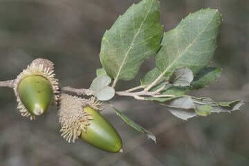 Quercus suber cork oak tree of humid Mediterranean climate produces acorns that feed pigs and cows on natural background