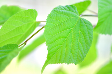 シナノキの葉っぱ