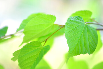 シナノキの葉っぱ