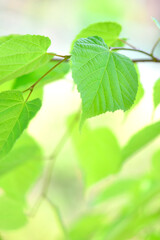 シナノキの葉っぱ