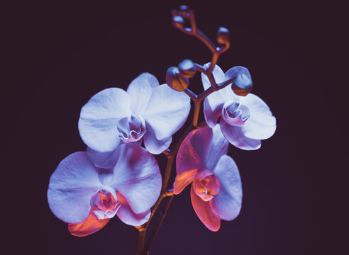 Orchids Contrasted