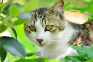 葉っぱのなかのネコ