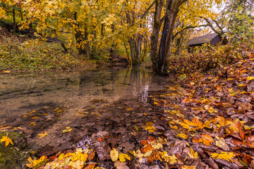Autumn forest creek landscape. Seasonal fall nature, yellow golden leaves with calm relaxing mountain river. Trees and colorful leaves, relaxing nature landscape, fall season