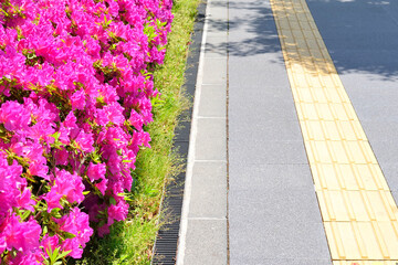 歩道とツツジの植え込み