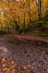 Tranquil autumn creek woods with yellow trees foliage and small rocks pebbles in forest mountain. Beautiful autumn nature view, golden yellow leaves, calm mountain river, relaxing, tranquil landscape.