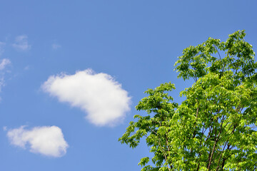 新緑の木々と青空と白い雲
