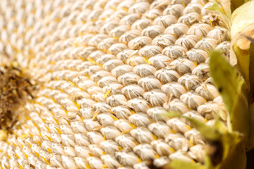 close up of sunflower seeds in flower