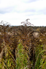 Fototapeta premium Brown-green grass against a blue-white sky. Copy space