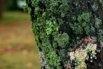 moss tree