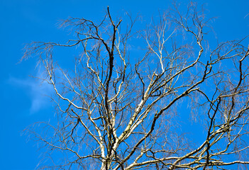 Wierzchołki drzew na tle lasu i błękitnego nieba