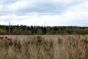 autumn in the forest, Dried grass in a field on an autumn day, against a cloudy sky