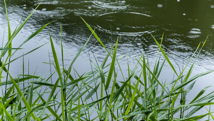 Herbaceous plant in foreground with river out of focus