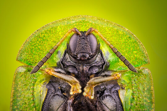 extreme close up of a green tortoise beetle portrait.
