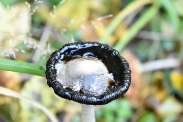 Okrągły, czary, spleśniały kapelusz grzyba w lesie. - obrazy, fototapety, plakaty
