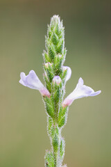 close up of a Verbena officinalis wild flower