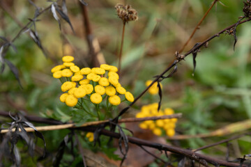 Yellow autumn flower in late autumn in the fields