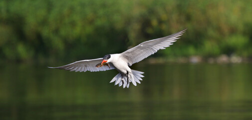 A Caspian Tern (Hydroprogne caspia) landing with a catfish in it's bill, shot in the Grand River, Cambridge, Ontario, Canada.