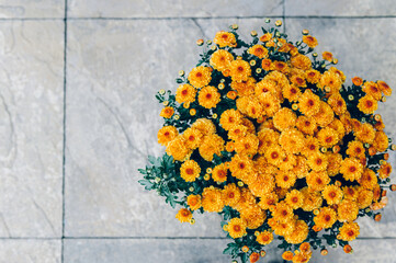 A bouquet of orange chrysanthemum flowers in pot in garden