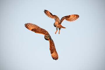 Short-eared owl pair sky dance breeding