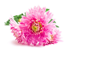 Beautiful pale pink chrysanthemum flowers isolated on white