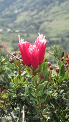 flora en la monta&ntilde;a
