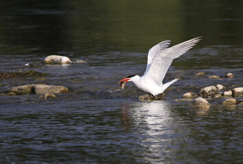 A Caspian Tern (Hydroprogne caspia) landing with a catfish in it's bill, shot in the Grand River, Cambridge, Ontario, Canada.