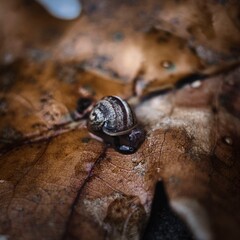 snail on a leaf