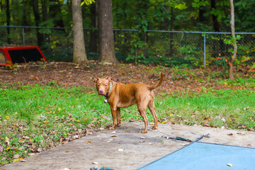  a shot of a gorgeous golden brown pit bull dog with green collar in a backyard filled with lush...