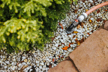 Flowers in the backyard garden - ornamental plant near the house - landscaping