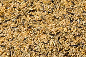 Raw Dry Organic Wild Rice