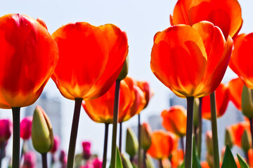 Fototapeta premium Beautiful Oxford’s elite tulips against the sky