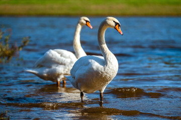 White swans on the shore of a reservoir