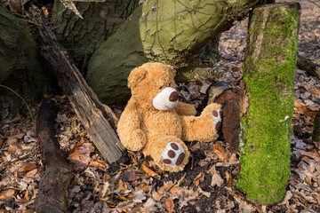 Looking for the bear in the forest