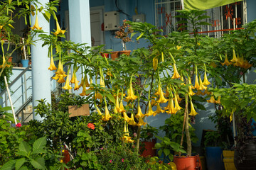 A beautiful and cute flower-filled garden. Angel's Trumpet flower (brugmansia aurea), lemon tree.