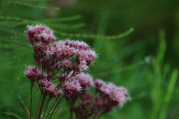 The flowers of Spotted Joe-Pye Weed (Eutrochium maculatum) shot in Cambridge, Ontario, Canada.