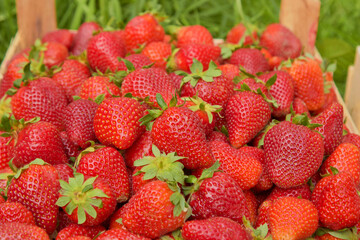 strawberry berry close-up on the background of nature
