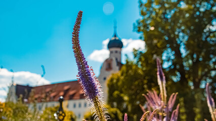 Beautiful flowers at Benediktbeuren monastery, Bavaria, Germany