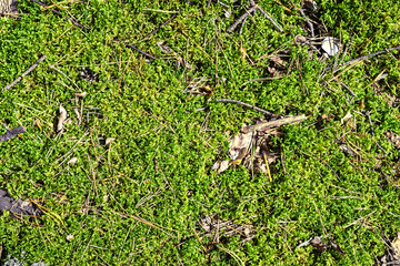 Green moss on the ground in the forest, background.