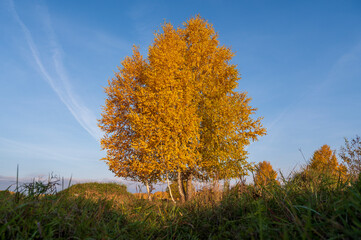 autumn landscape with trees and sky, birch with Golden foliage