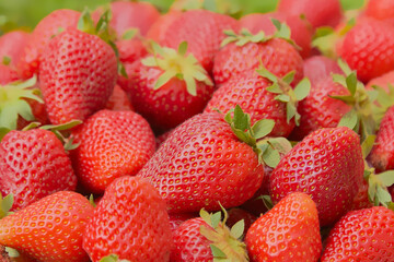 strawberry berry close-up on the background of nature