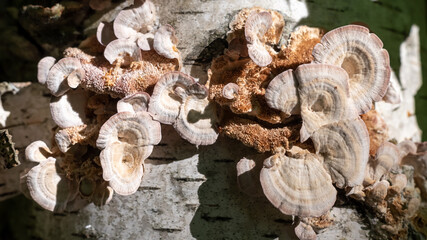 Tinder mushrooms on a birch trunk in the forest, background.