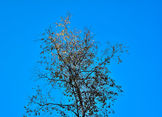 Wierzchołki drzew na tle lasu i błękitnego nieba