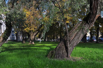 Zielony park