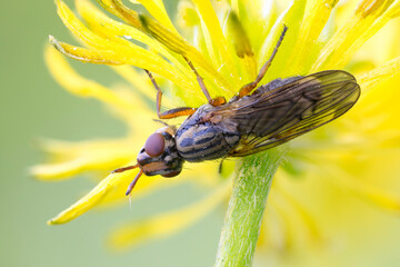 close up of a picture winged fly on a yellow wild flower stem.