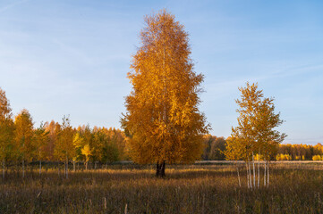 autumn landscape with trees and sky, birch with Golden foliage
