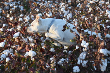 Perro american standford saltando sobre cultivo algodon