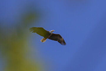 Eagle in flight